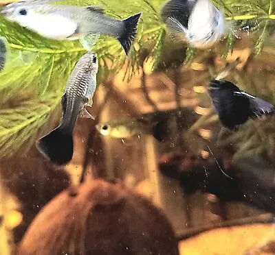 1 Pregnant Female Midnight Blue Moscow Guppy+FREE Plant&FREE Heatpack Buy2get1 • $16