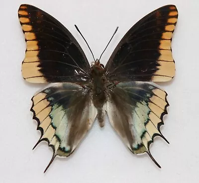 Butterfly X1 Male Charaxes Epijasius (Ghana) • $5.68