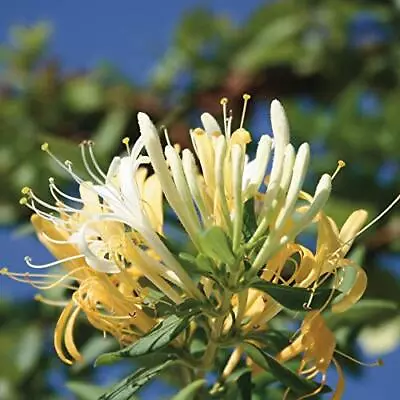 £14.99 • Buy T&M Lonicera Japonica 'Halliana' Japanese Hall's Honeysuckle 2L Potted Plant