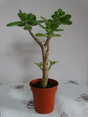 £14.99 • Buy Money Plant Jade Tree House Crassula Ovata 30 Cm High Good Luck Lucky