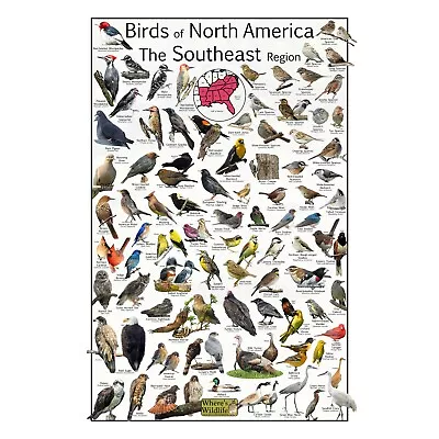 Where's Wildlife Birds Of North America The Southeast Region - Bird Poster • $24.99