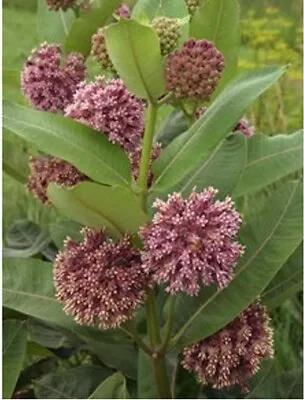 Wild Collected Milkweed Seeds- SAVE THE MONARCH BUTTERFLIES! • $2