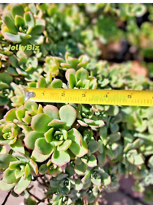 Aeonium Haworthii Pinwheel Succulent Rosette 5 Cutting Live Plant EASTER SALE • £3.89