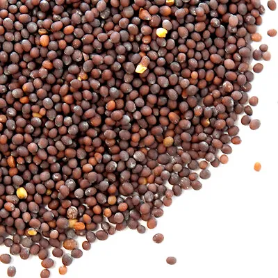 Mustard Seeds Black | Bulk | Spice Jungle • $6.80