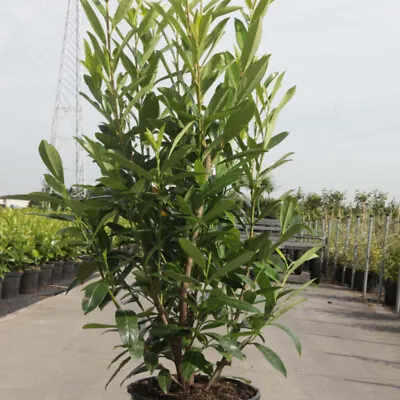 T&M Cherry Laurel Prunus Laurocerasus Caucasica 3.5L 10L Or 18L Potted Plant • £69.99