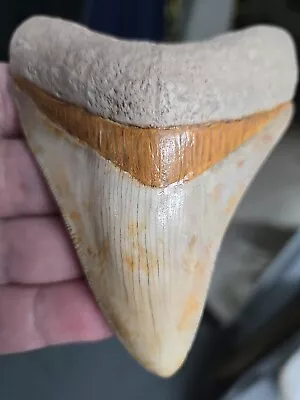 4.15  Large Megalodon Shark Tooth Fossil Shark Teeth Indonesian  • $49