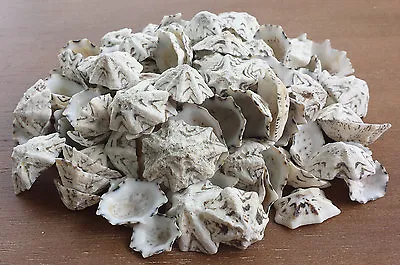 100 STAR LIMPET Seashells Sea Shells Craft Beach    LAST PACKS • £1.95