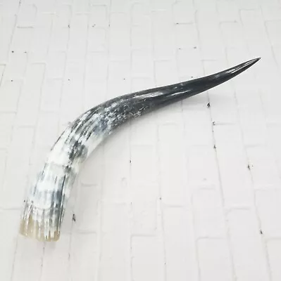 Cow Horns Taxidermy Western Decor LARP Cosplay 18-23  Polished Viking Scrimshaw • $44.82