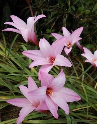 Rain Lily Habranthus 5 Fresh Bloom Size Bulbs  Zephyranthes Free Ship!!! • $14.99