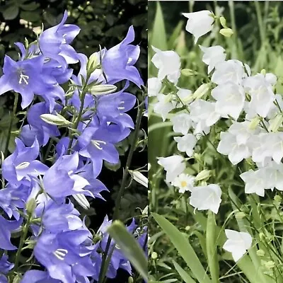 Campanula Blue And White - 300 Seeds - Mixed Perennial • £1.45