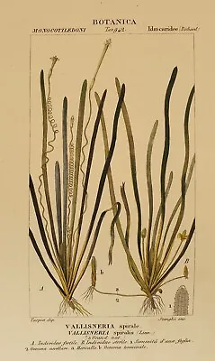 Turpin Vallisneria Spiral Vallisneria Spiralis 1831 Botanical Canals Botany  • £20.56