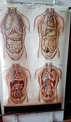 Antique 1918 Max Brodel VISCERA OF CHEST & ABDOMEN IN 4 LAYERS Medical Chart • $150