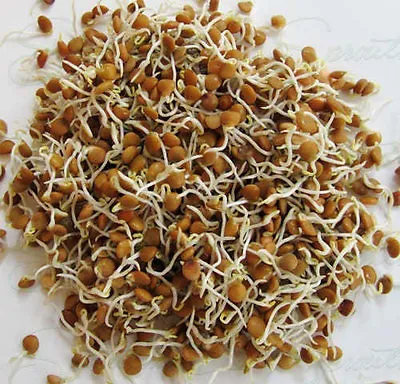 £1.29 • Buy Organic Sprouting Seeds Red Lentil  40 / 200 & 400gm