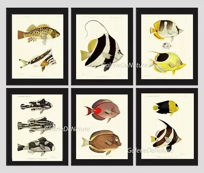 Tropical Fish Prints Wall Art Set Of 6 Beautiful Antique Vintage Unframed • $78