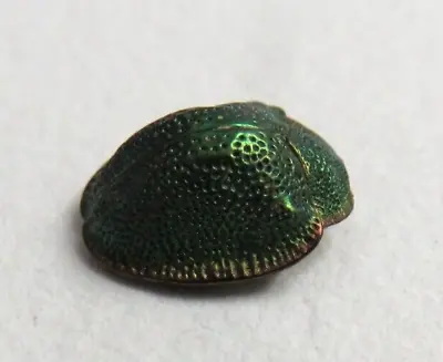 VTG Antique REAL BEETLE INSECT Unmounted Victorian Jewelry Piece • $34.95