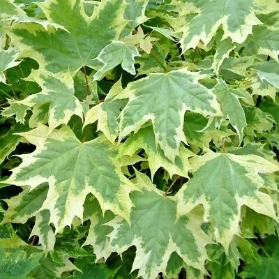 15 SILVER KING NORWAY MAPLE SEEDS - Acer Platanoides   Silver King   • $7