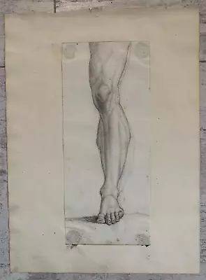 Pencil Study Anatomy Body Doctor Leg Calf Muscle Foot Knee • $75.74