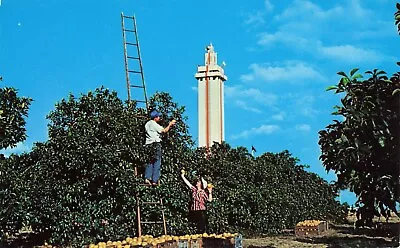 Citrus Observation Tower Clermont Florida Postcard PC 2.20 • $4.75