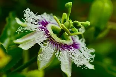 £12 • Buy 3x Rare Flower Plant - Passiflora Edulis - Passion Flower 10cm Fruit Plug Plants