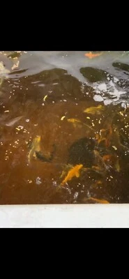 £3 • Buy Koi And Ghost Carp