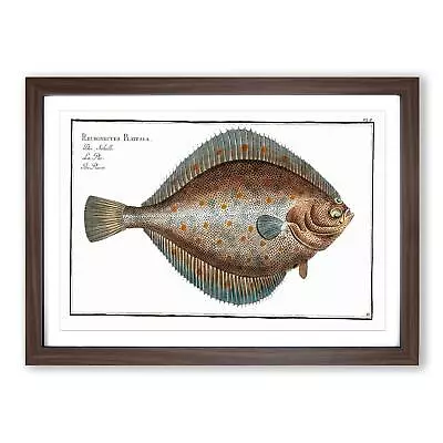 Plaice Fish Animal M.E. Bloch Wall Art Print Framed Canvas Picture Poster Decor • £24.95