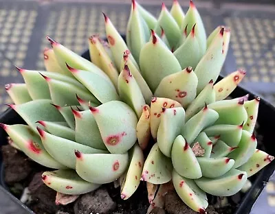 Succulent CUTTING - Echeveria Agavoides Ebony X Zaragozae • $5