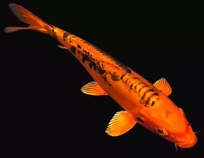 Live Koi Fish 9-10  Doitsu Orange Matsuba Male Koibay • $125