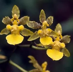 ORCHID   - Oncidium Ensatum (Syn: Confusum) - TOUGH GARDEN PLANT • $15