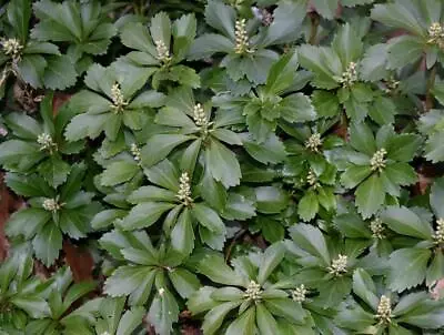 150 Japanese Pachysandra Plants Shade Tolerant Evergreen Perennial Ground Cover • $144.99