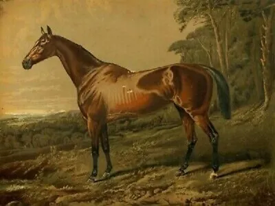 HORSES Antique Original Print Cassell's Book Of The Horse C1880 • £13