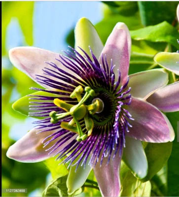 £12.99 • Buy Passion Flower Climbing Plant Perennial 2 X 9cm Pot Height 20-25cm
