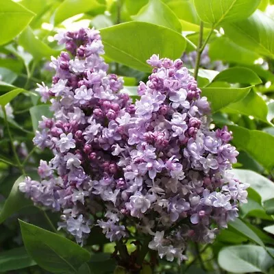 T&M Lilac Katherine Havemeyer Nectar Rich Hardy Shrub 9cm Or 12L Potted Plant • £14.99