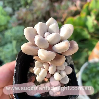 Graptopetalum Ellen Cluster 艾伦群 - Succulents Delight Plant • $12.99