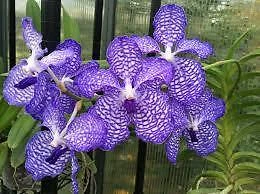 $12 • Buy ORCHID - Vanda Coerulea - STRAP LEAF SPECIES-  WARM TO COOL GROWER