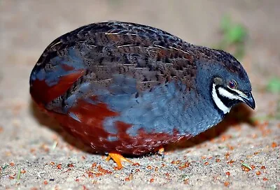 12 Chinese Painted Quail Eggs(American Bloodlines) Believed Fertile  • £12.99