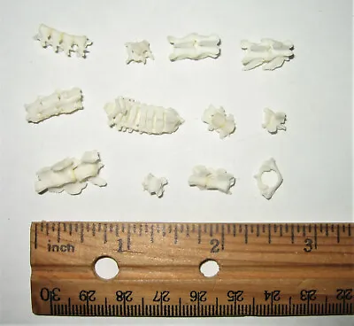 Lot Of Real Norway Rat Vertebrae Rodent Bones Animal Spine Skeleton Taxidermy • $19.99