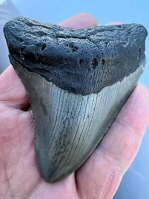 Megalodon Shark Tooth 3 Inch Fossil Nice Vintage • $19.99
