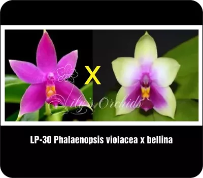 $38 • Buy LP-30 Phalaenopsis Violacea X Bellina -  Fragrant