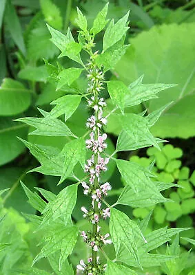 150 Leonurus Cardiaca Seeds - Motherwort Seeds - Medicinal Herb - Beautiful  • $3.99