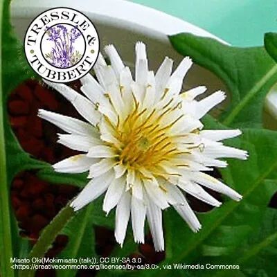 VERY RARE White Flowered Japanese Dandelion Taraxacum Albidum 10 Seeds UK SELLER • £8.99