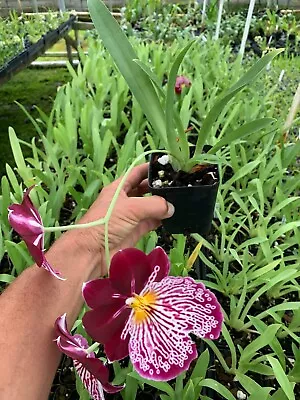 Orchid Miltoniopsis Breathless 'Beauty' Live Plants From Hawaii Free Shipping • $39.99