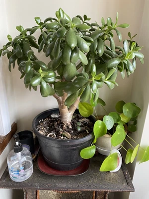 £4.99 • Buy 20 Mix Jade Money Plant Leaf - Crassula Ovata, Golum, Wavy, FengShui, Succulent.