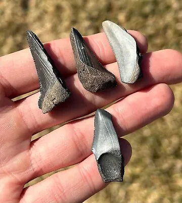 Florida Fossil Megalodon Teeth LOT OF 4 Sharks Tooth Collection Miocene • $9.99