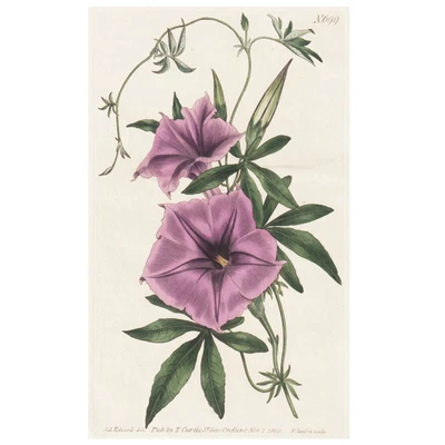 £40.06 • Buy Rare 1803 Curtis Botanical Magazine No. 699 CONVULVULUS CAIRICUS (Morning Glory)
