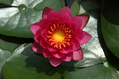 1 X Pygmaea Rubra Small Red Uk Hardy Water Lillies / Water Plants / Pond Plants • £10.50