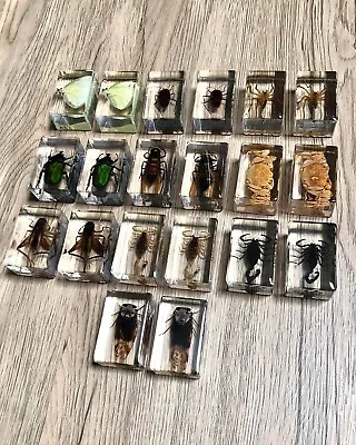 Small Real Bugs / Insects In Clear Acrylic Block Resin Paperweight Taxidermy • £5.99