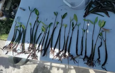 30 Growing Red Mangrove Propagule Plants Rhizophora Mangle Fresh Salt Aquarium ☘ • $119