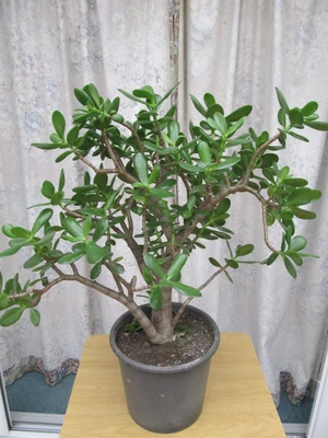 £25 • Buy Crassula Ovata (jade Plant)