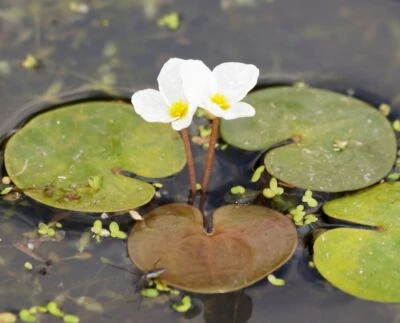 £38.90 • Buy AMAZON FROGBIT - Floating Aquatic Plant - Aquatic Plants. Oxygenating Plants