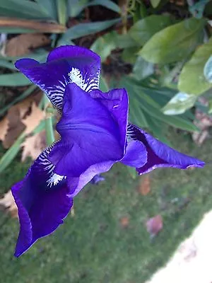 FREE AUST POST Blue Iris Poor Mans Orchid Flower • $14.95